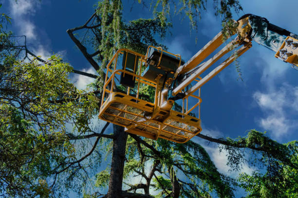 Best Commercial Tree Services  in North Braddock, PA